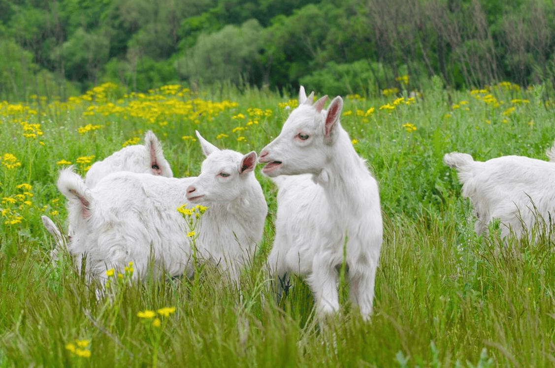 养羊致富有门道，科学养殖是关键