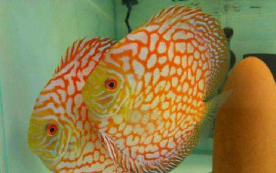 从“脏鸽子”到万元级:七彩鸽子养殖全攻略