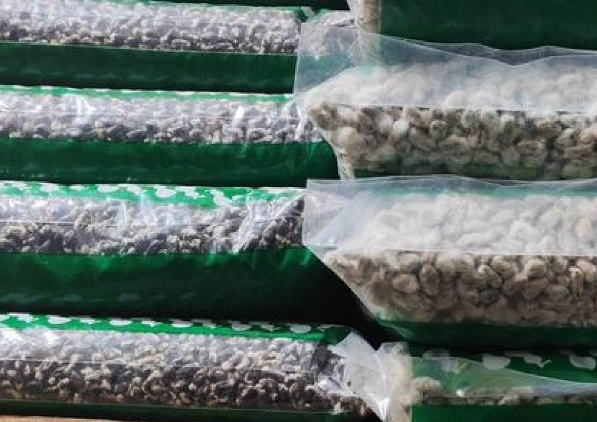 棉花 “洞 A” 种植技术与产业影响:抗倒伏高产量优势及全国 61 万公顷推广成果