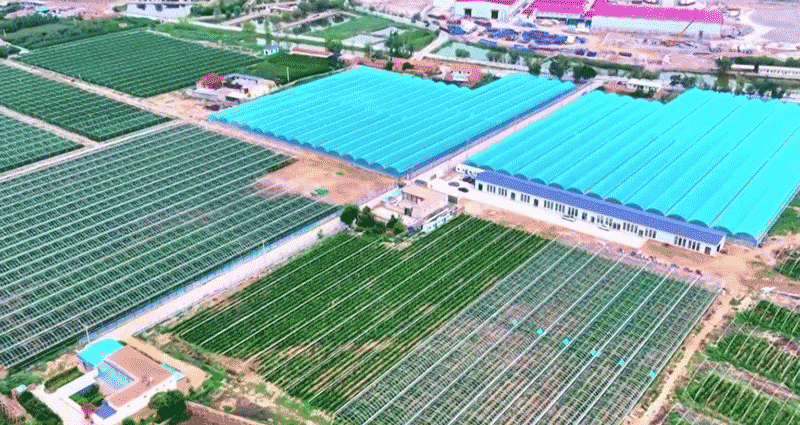 白银市计划 2025 年扩至 3 万亩芦笋规模，打造西北有影响力的产业集群