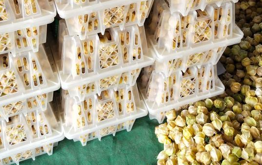 姑娘果种植产地与市场需求：从辽宁沈阳到云南昆明 高端市场及旅游景点受青睐