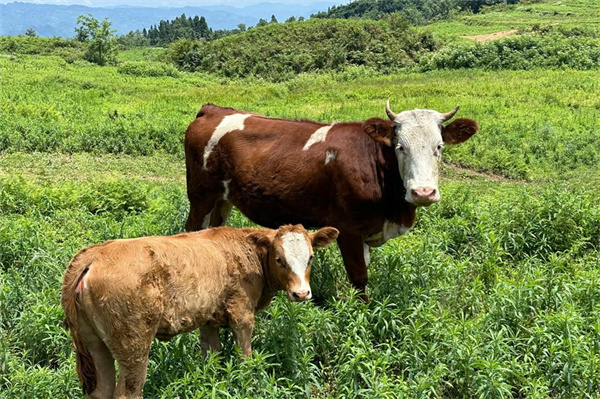 想成为养牛达人？这些技巧和注意事项你得知道