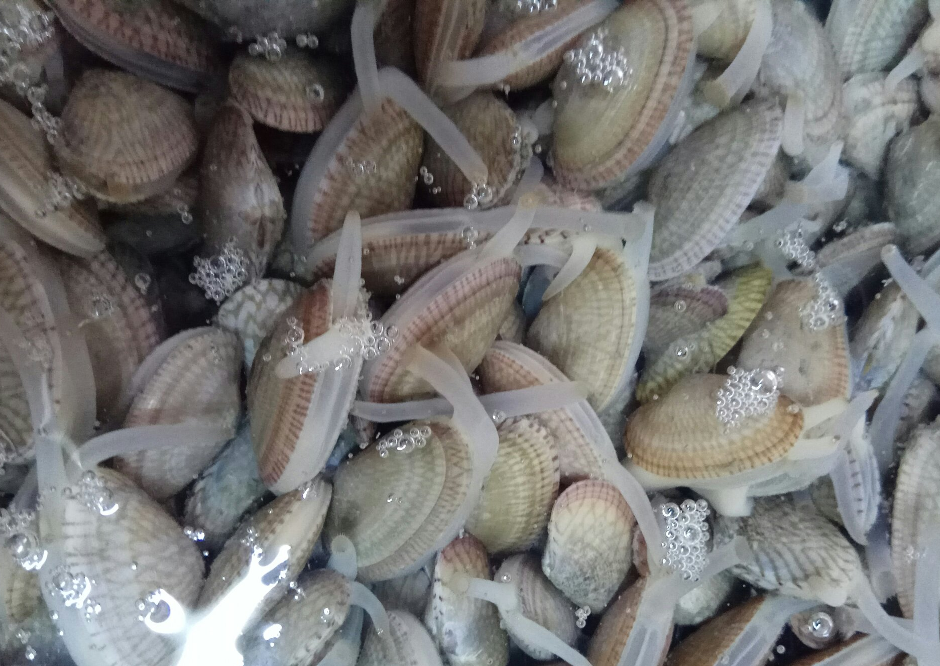 花蛤活性判断与养殖筛选技术详解:外壳反应法及水质调控、密度控制要点