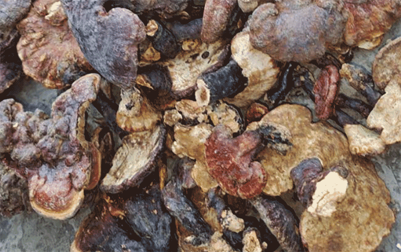 灵芝种植技术与栽培方法全指南：场地选择搭建、菌袋埋土要点及出芝温湿度光线管理详解