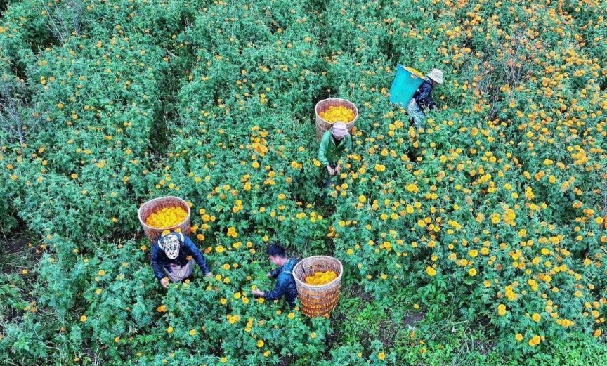 老箐小组张正兴种万寿菊 5 亩年挣超 2 万 荒坡变 &ldquo;钱袋子&rdquo; 带村民致富