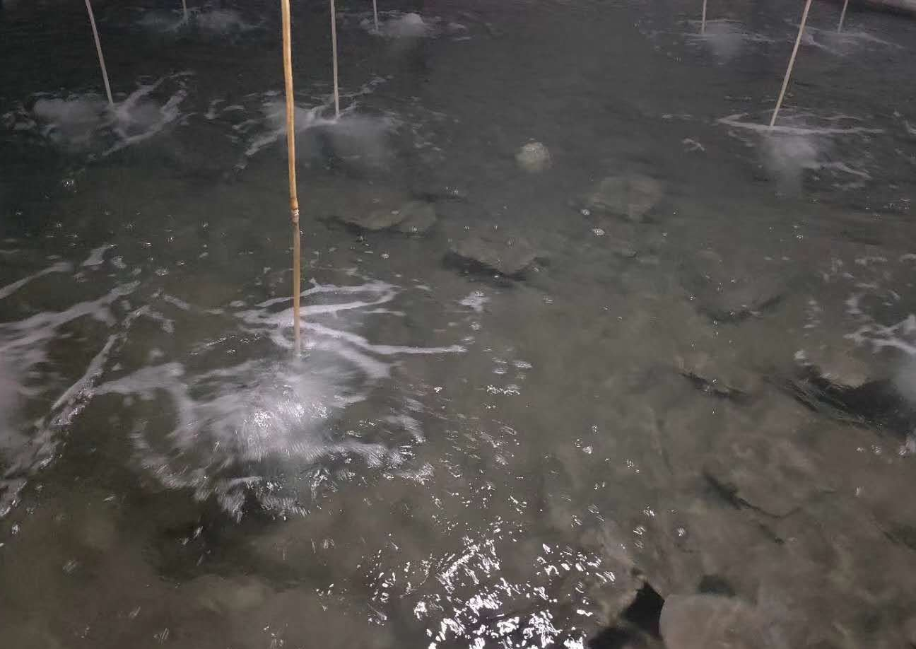 多宝鱼人工养殖技术详解:从选址到病害防控的全面指南