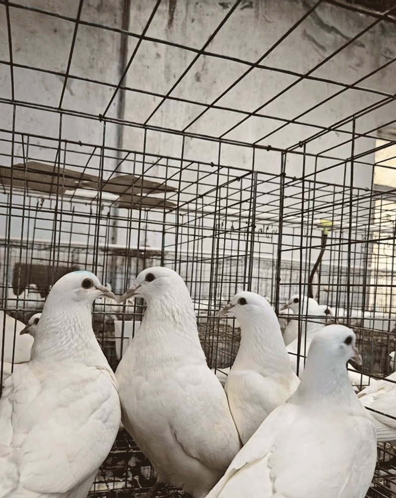 上海育成&ldquo;申王1号&rdquo;肉鸽新品种，打破国外种源垄断