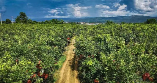 瑞丽贺弄村依卫带领村民种柚子十年培育 &ldquo;摇钱树&rdquo; 助力乡村振兴