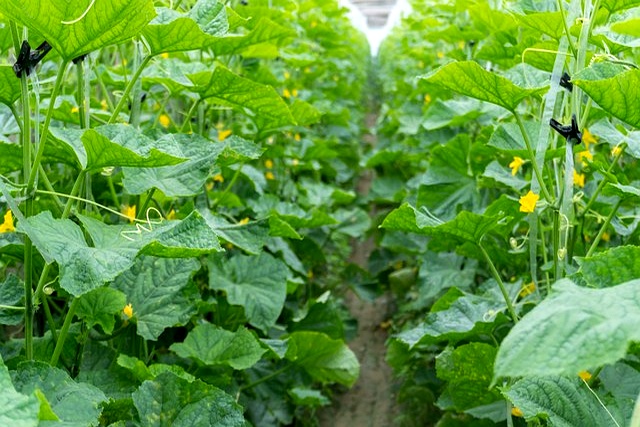 黄瓜高产优质,施肥秘诀大公开