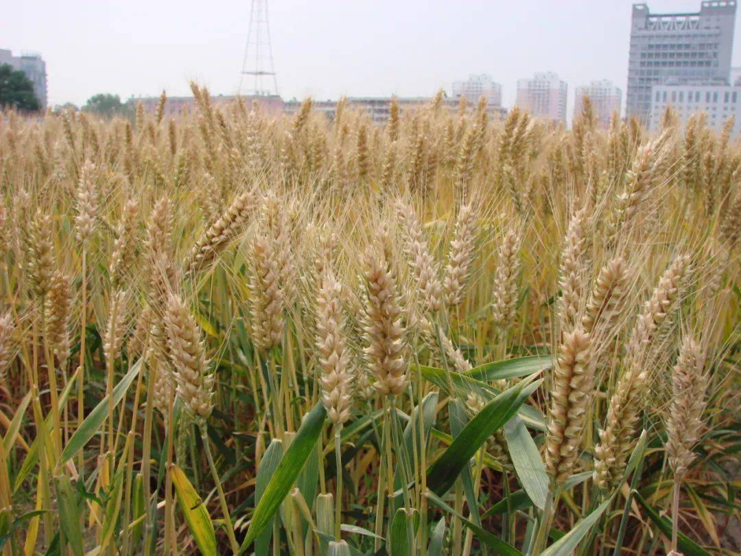 航天育种结硕果：我国培育超4000种航天搭载材料，多元品种助力农业&ldquo;芯片&rdquo;崛起