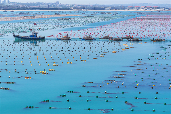 从传统“讨海”到现代“耕海”:荣成43年蝉联水产品产量桂冠,书写海洋经济高质量发展传奇