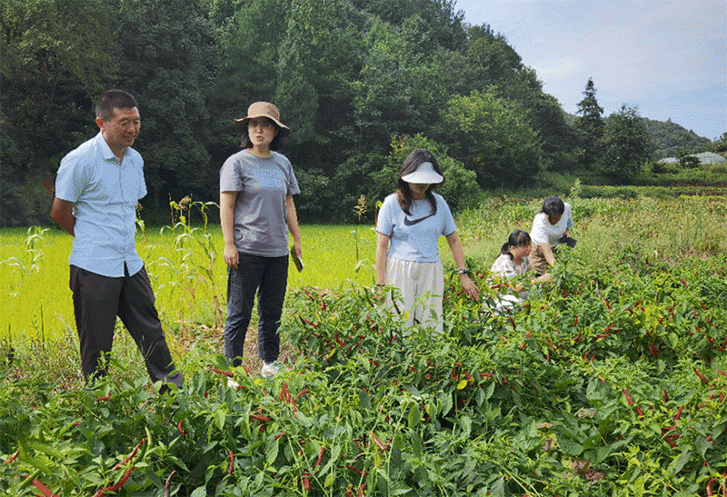 遵义市辣椒产业调研：绥阳县种植规模与市场竞争力备受肯定