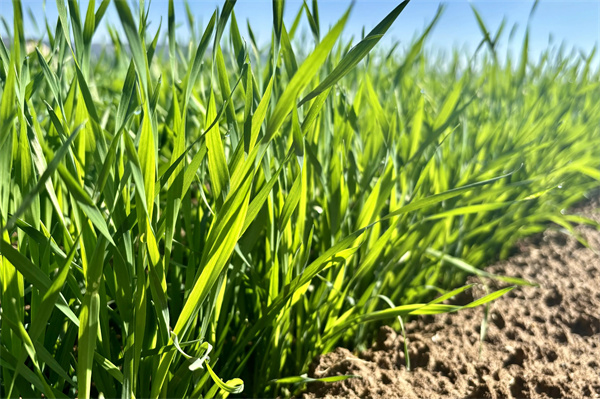 种好冬小麦,避开这四个坑,丰收不用愁