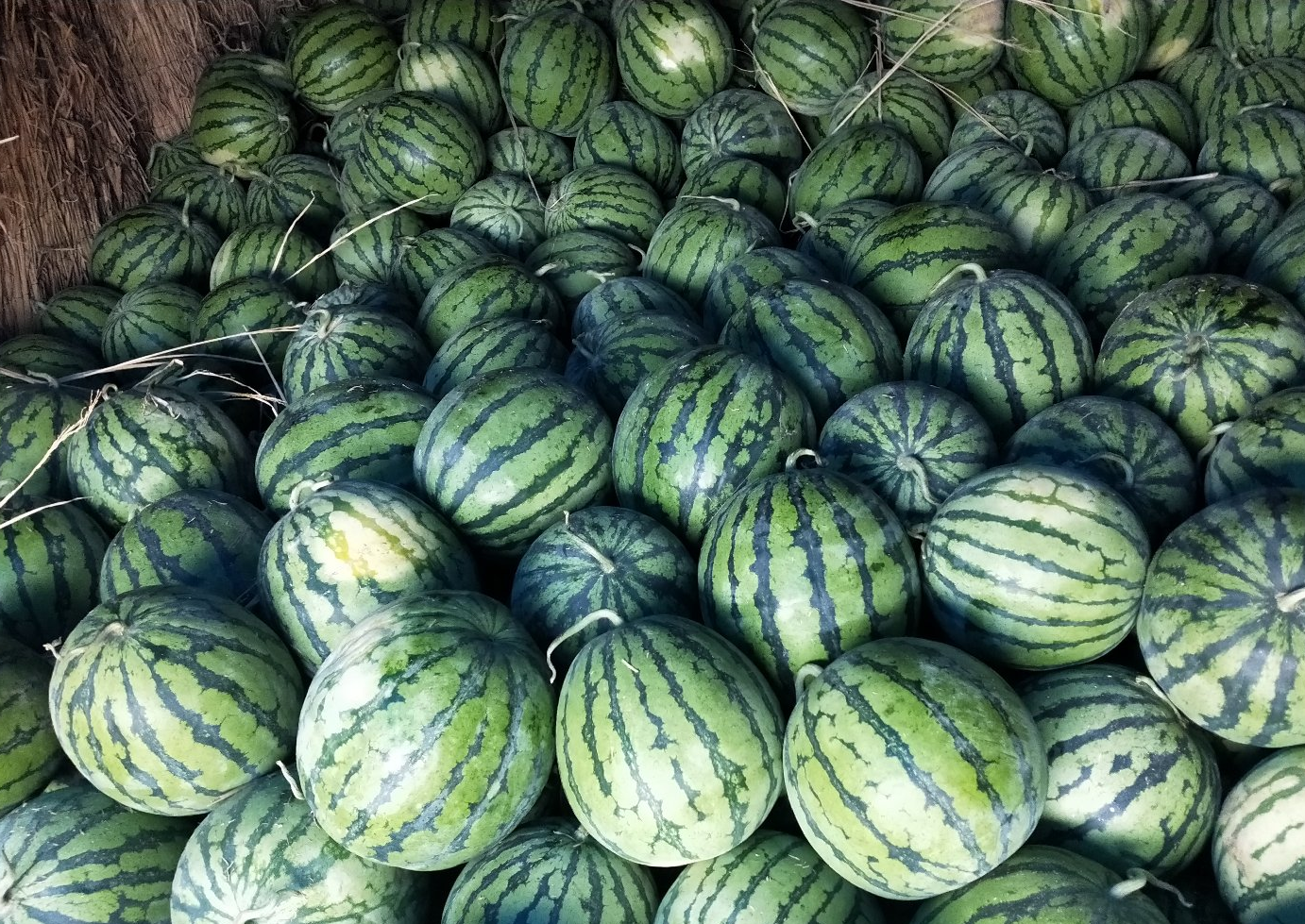 夏天买无籽西瓜贵得值吗？育种种植成本 + 市场需求深度解析