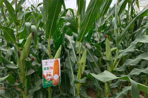 玉米灌浆期做好这几点,千粒重蹭蹭涨,亩产轻松过千斤
