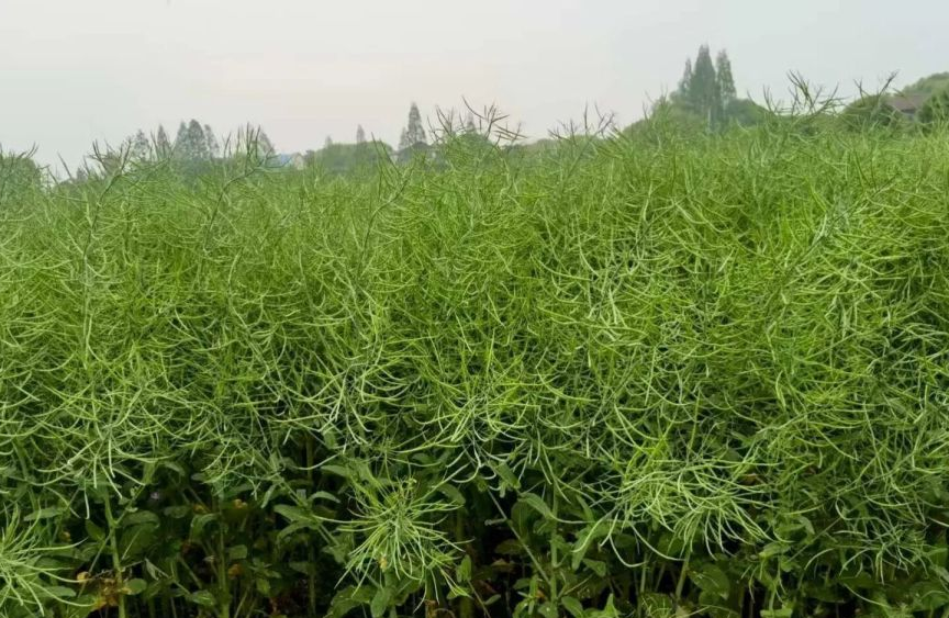 常德&ldquo;常杂油11号&rdquo;与&ldquo;油薹603&rdquo;双登国榜：农户增收新引擎