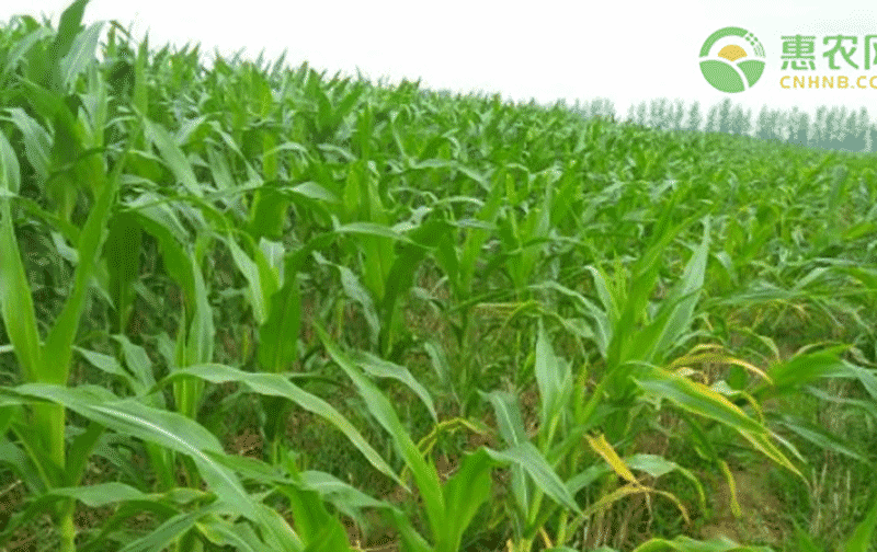 9 月份种玉米晚不晚？南北地区时间节点分析 + 早熟品种推荐助丰收