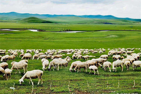 肉羊体系&ldquo;十四五&rdquo;成果斐然，引领产业迈向现代化新征程