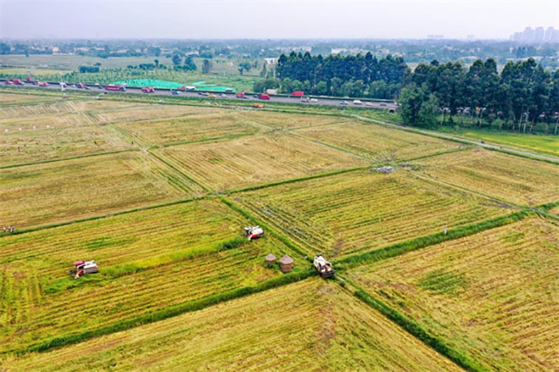 乡村振兴新征程：2025年中央一号文件的全面解读