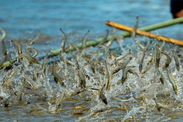 新手养虾指南：从零开始轻松养出肥美大虾
