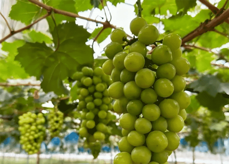 从300元一斤到十元三斤，阳光玫瑰葡萄为何价格暴跌？