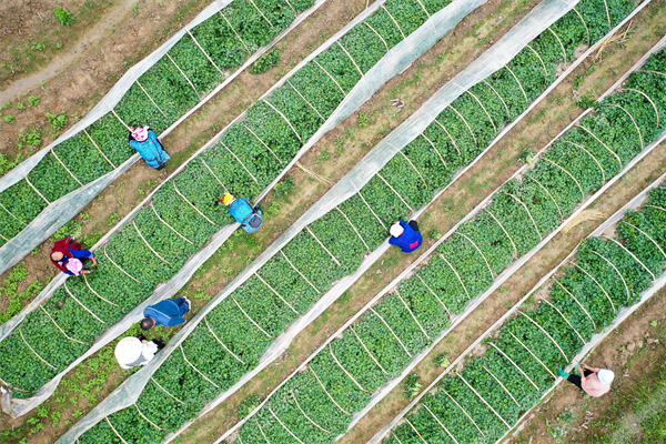 乡村振兴&ldquo;三重奏&rdquo;：善治之基、产业之魂、青年之力