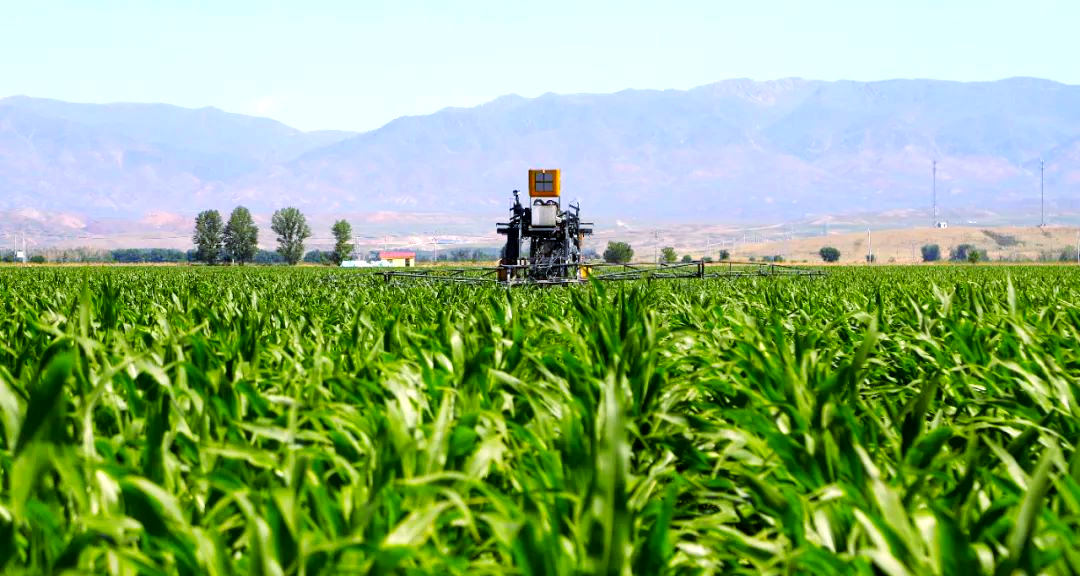 种玉米别看运气,抓好这几步,你也能当“高产王”