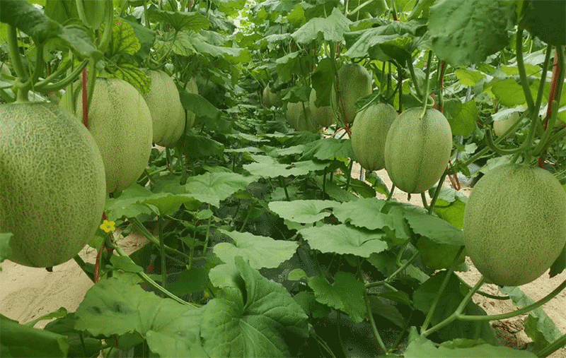 怎么种植哈密瓜?哈密瓜要这么管理,才能高产