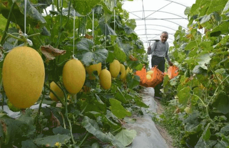 怎么种植哈密瓜?哈密瓜要这么管理,才能高产