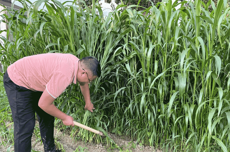 高丹草怎么种高产？最佳种植时间、条播穴播方法及刈割追肥要点全指南