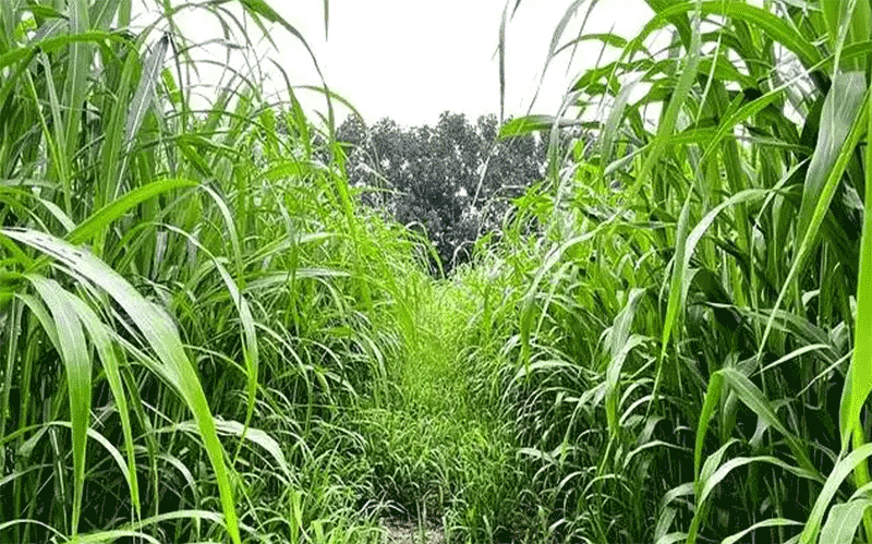 高丹草怎么种高产？最佳种植时间、条播穴播方法及刈割追肥要点全指南