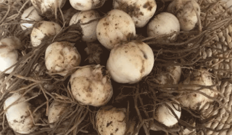 百合种球秋季定植技术要点