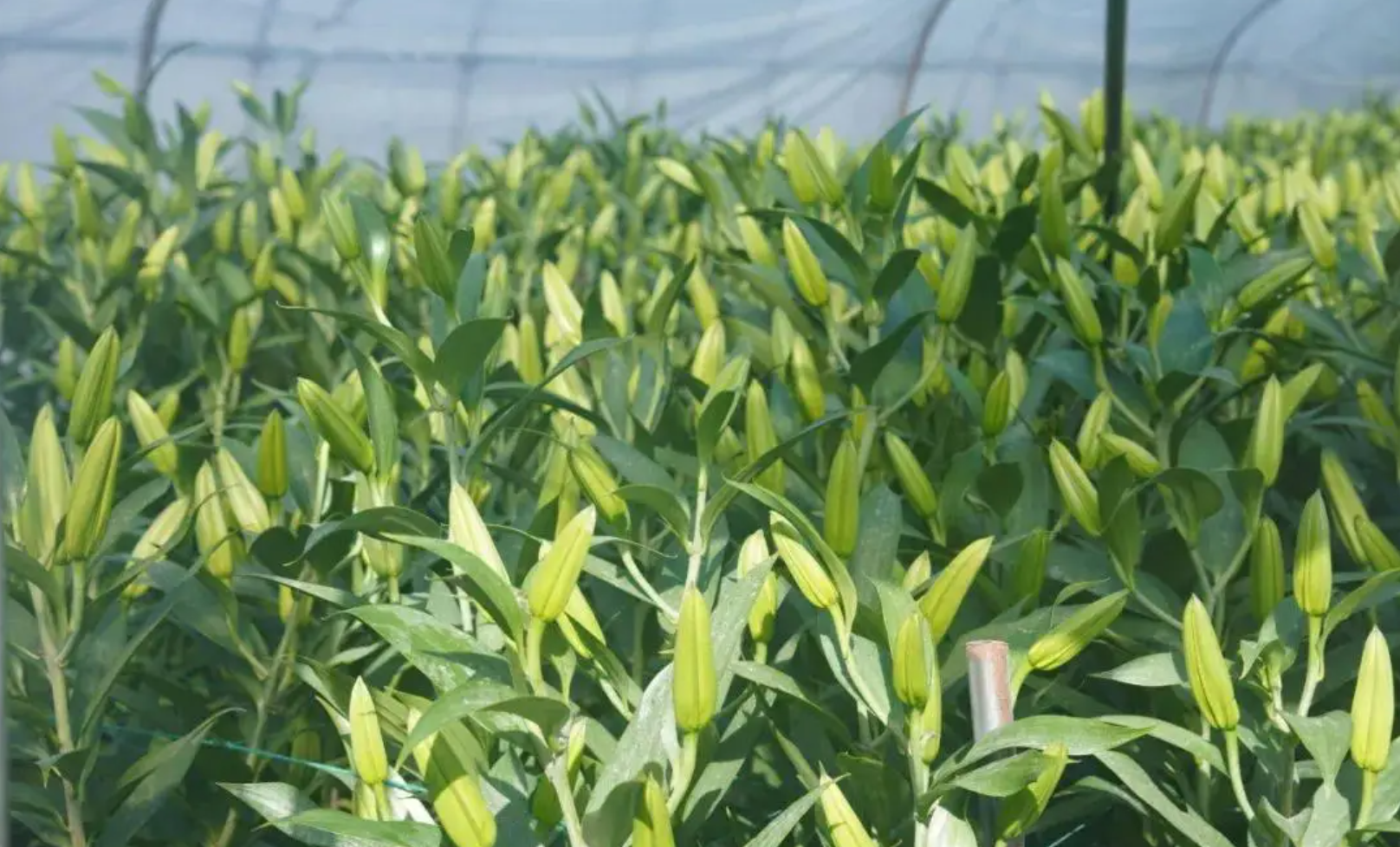 百合种球秋季定植技术要点——写给准备下种的花农与家庭园艺者