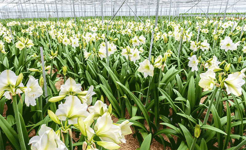 百合种球秋季定植技术要点