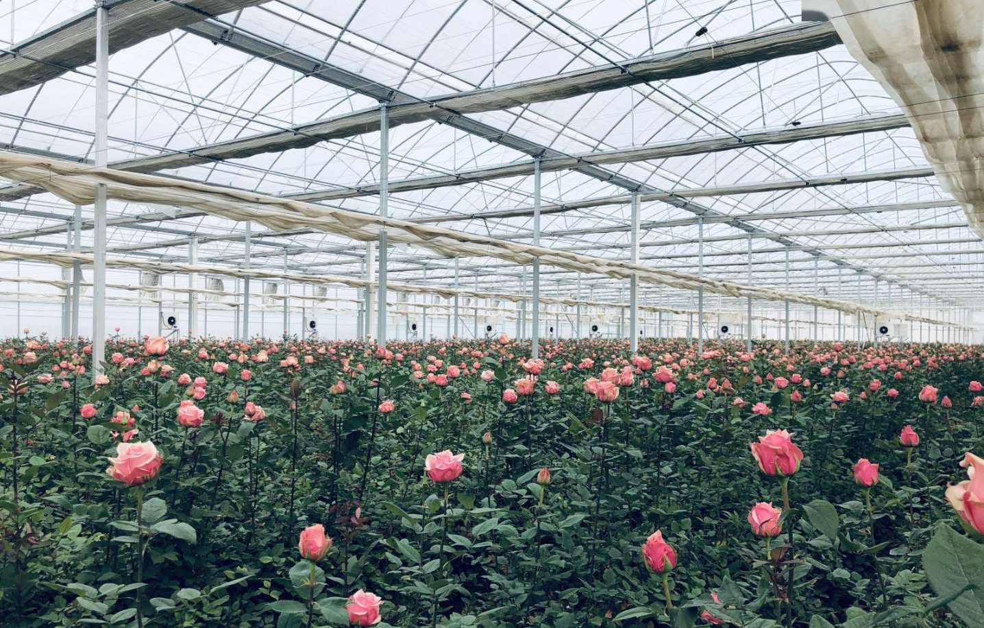 玫瑰苗种植全攻略:从春秋播种时间到土壤调配、花期施肥及开花管理要点