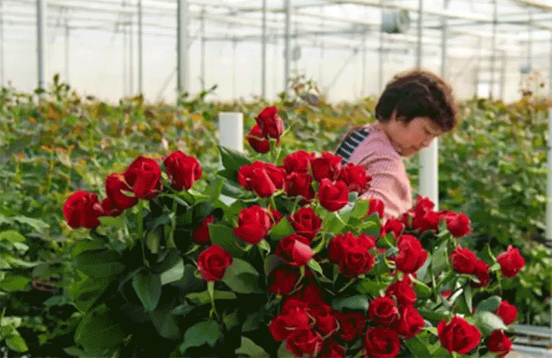 玫瑰苗种植全攻略：从春秋播种时间到土壤调配、花期施肥及开花管理要点