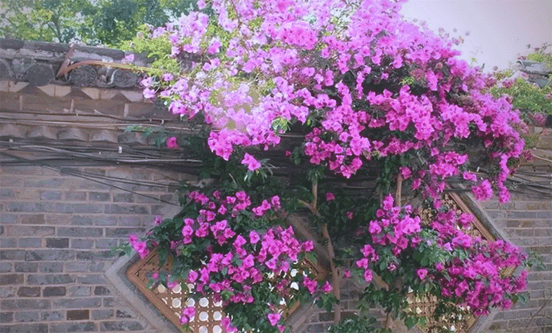 爬藤三角梅种植与养护全攻略：最佳种植时间及开花技巧