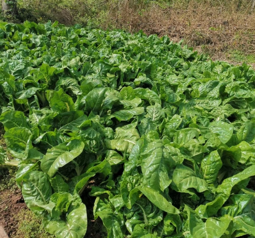 牛皮菜怎么种高产?最佳种植时间(北方春播 / 南方秋播)及种子处理方法全指南