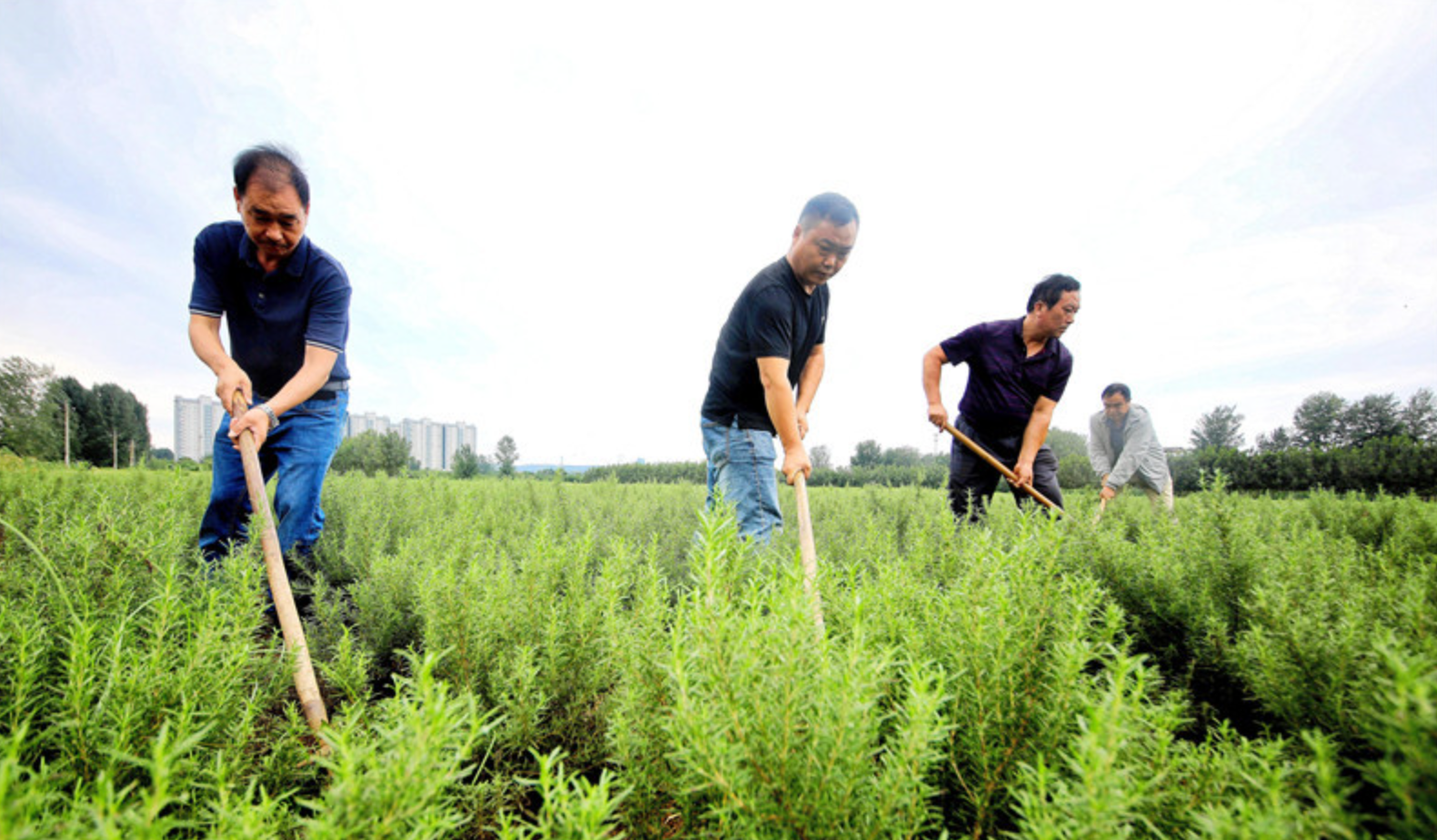 迷迭香种植全攻略：从春季播种到土壤调配、修剪繁殖及病虫害防治要点详解