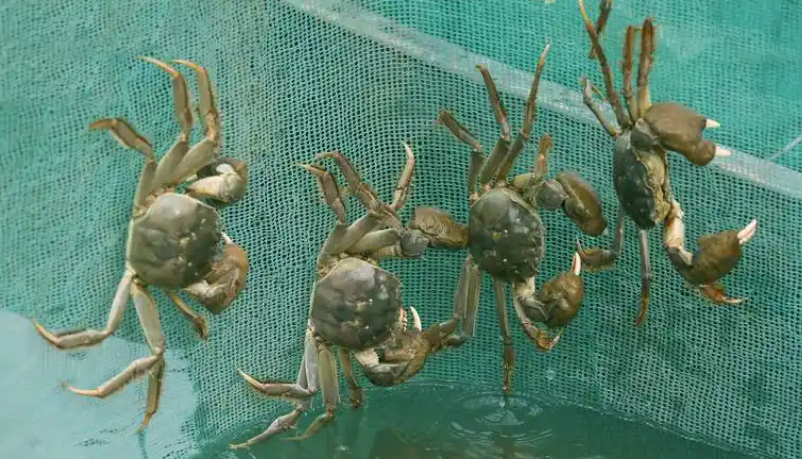 大闸蟹活体暂养与离水短期保存技术:养殖场 / 零售适用方法及操作步骤指南