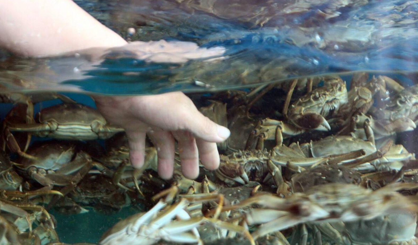 大闸蟹吐泡泡是否异常？从行为表现、水质指标到鳃部健康的全面判断指南