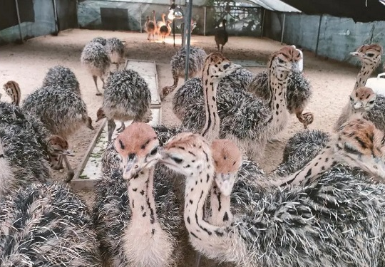 安徽凤阳韩见斌鸵鸟基地：鸵鸟蛋刻工艺品 + 抖音直播拓宽销路带乡亲共同致富