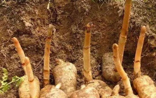 天麻种植全流程:挑无伤口种子 + 盖草帘控温 + 撒药材根大灵促高产