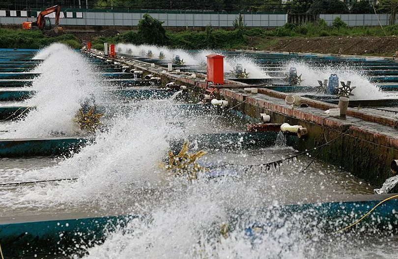古浔生物沙湾鲟鱼基地：7 年养殖周期 50 吨鱼子酱年产值 5 亿