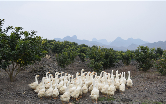 圈养 vs 散养活鹅：饲料成本差 13 元 出栏时间差 20 天