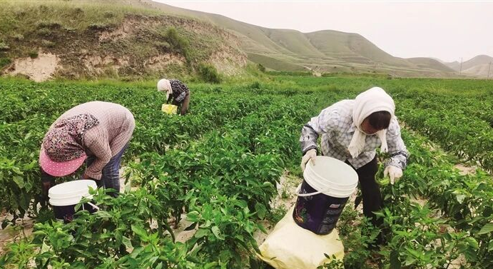 永登县七山乡鱼盆村：党支部引领下的丰收画卷