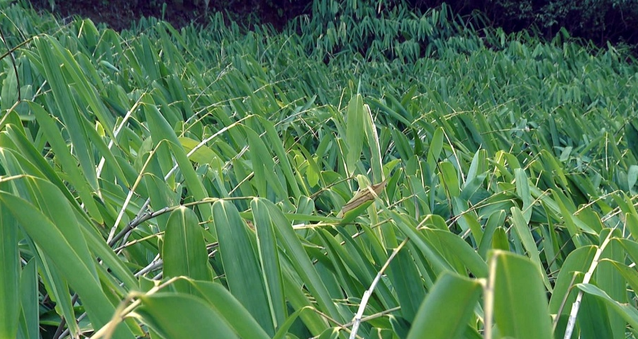 鹤峰箬叶深加工显成效 粽茶、环保餐盘让 &ldquo;绿叶&rdquo; 附加值大幅提升