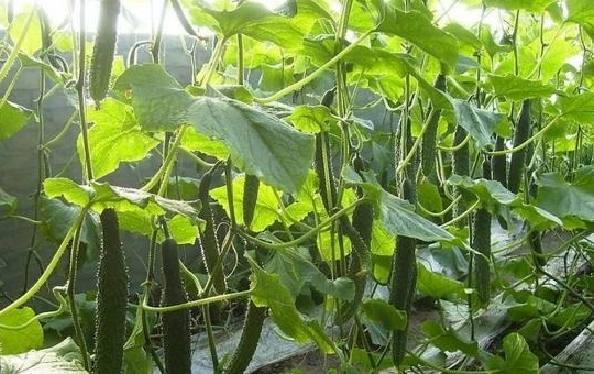 Localized image from t5.picb.cc