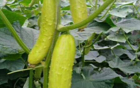 Localized image from t5.picb.cc