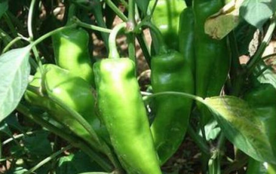 辣椒种子处理相关